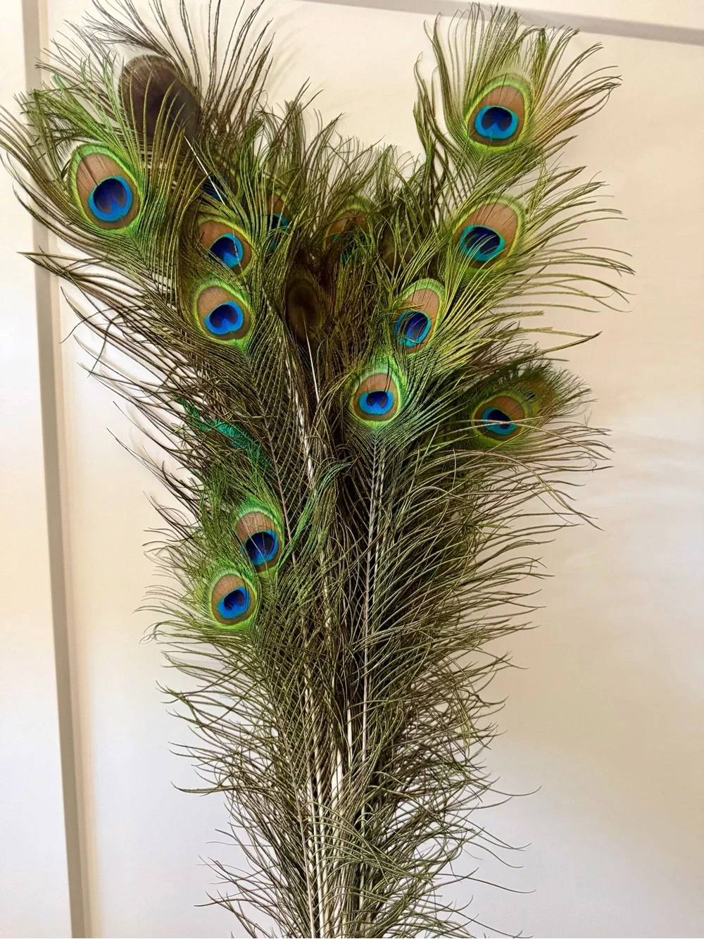 Real Natural Peacock Feathers — Naturally Shed — Hand Collected in California